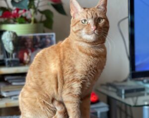 Ancona, gatto rosso scappa prima della partenza, il povero Kako si è perso nel porto