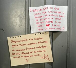 La gattina piange di notte e allerta un intero edificio. Vi raccontiamo “La saga di Marta”