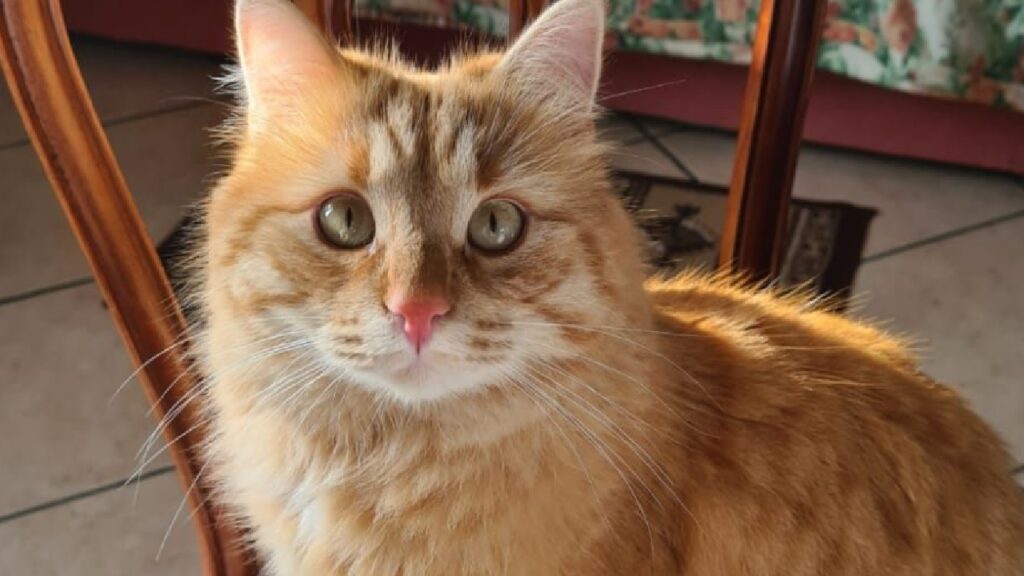 gatto aslan rosso di pelo