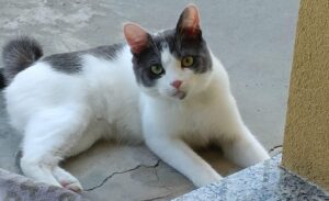 Busto Arsizio, non si trova più un gatto di nome Petcho, questo micio si è perso