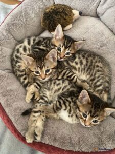 5 casette simpatiche per i gattini Bengala ancora piccoli