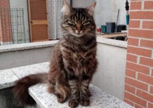 Cassina Rizzardi, 500€ come ricompensa per chi riporterà a casa Luffy, la gatta di 3 anni scomparsa