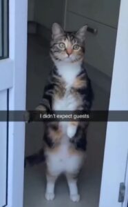 Il gatto che non aspettava ospiti (VIDEO)
