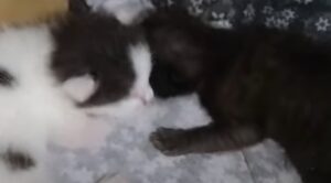 Cuccioli di gatto affamati si lamentano perché voglio assolutamente mangiare (VIDEO)