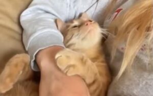Il dolce gatto stringe a se il braccio della sua padrone per essere coccolato (VIDEO)