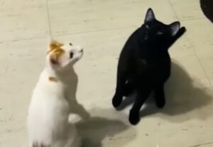 Due gattini giocano con le bolle di sapone con due approcci diversi (VIDEO)