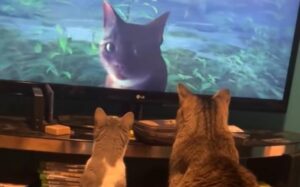 Due gatti rimangono imbambolati davanti allo schermo della televisione (VIDEO)