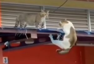 Due gatti riproducono una scena epica del film “Il Re Leone” (VIDEO)