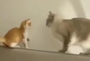 Due gatti si schiaffeggiano sul divano fino a che uno dei due ha la meglio (VIDEO)