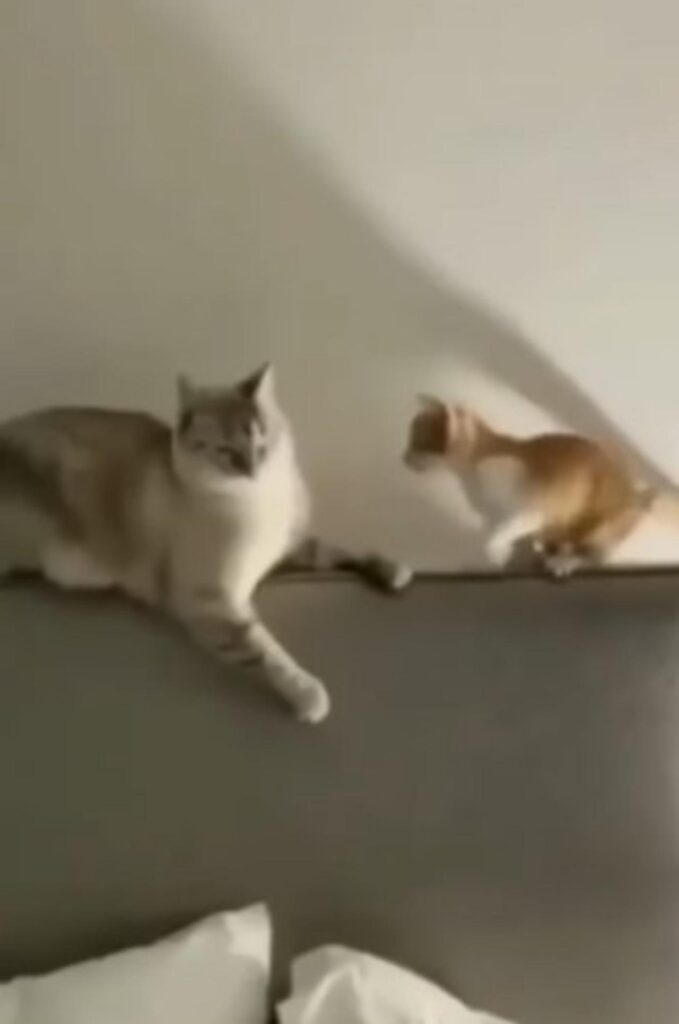 due gatti