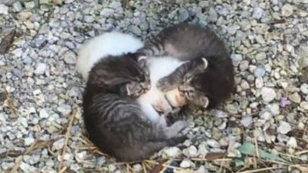 Due gattini insieme alla sorellina