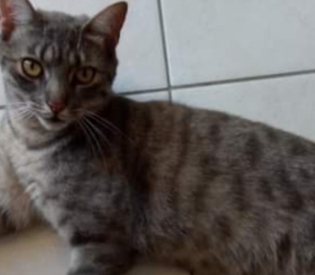 gatto zamby occhi gialli