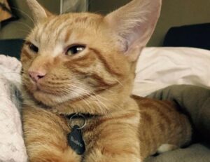 Firenze, gatto socievole e curioso viene smarrito, nessuno sa dove si sia avventurato il piccolo Budino