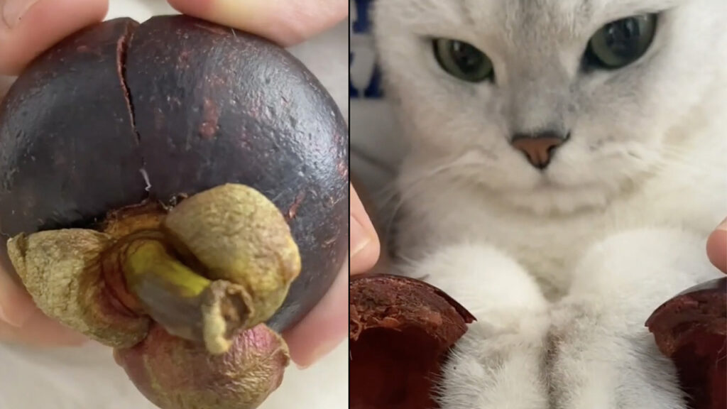 frutto con sorpresa e gatto inaspettato