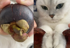 Frutto con sorpresa, chi trova un gatto trova un tesoro (VIDEO)