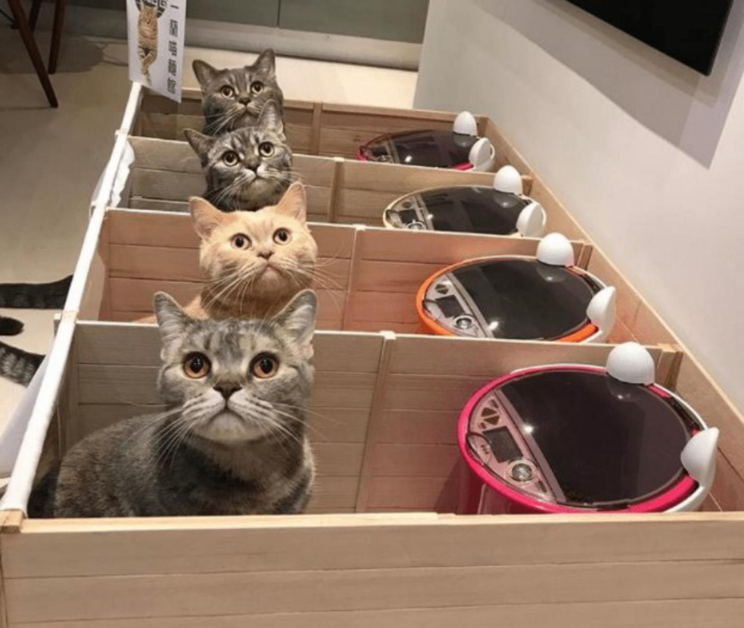 Куче приколы. Котик в офисе. Много котов в квартире. Идеи для постов с кошками. Много котов ждут еду.