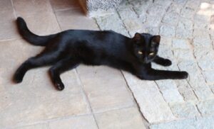 scomparsa gatta blackie si pensa che possa essere nascosta