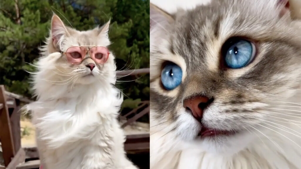 gatta con occhiali da sole bellissima