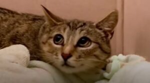 Una gatta neomamma si affeziona ad un altro gatto presente nella casa della sua soccorritrice (VIDEO)