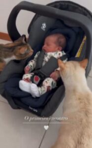 due gatti conoscono un neonato