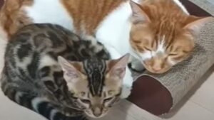 I gatti Soju e Sushi hanno avuto bisogno di tempo prima di instaurare il loro splendido legame (VIDEO)