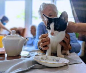 Gatti e anziani: il loro rapporto meraviglioso