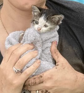 Gattina salvata si ricongiunge alla sua mamma