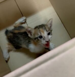La gattina Good era sola e abbandonata ma ha trovato una casa speciale (VIDEO)