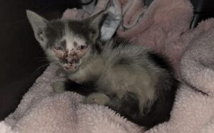 La gattina malata è stata salvata grazie ad un filmato su YouTube