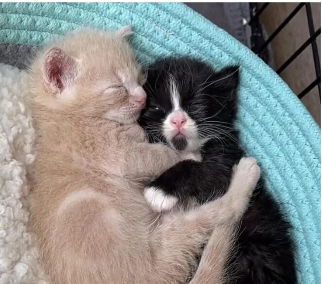 due gattini si abbracciano