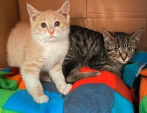 Gattino ha paura degli umani: ci pensa suo fratello