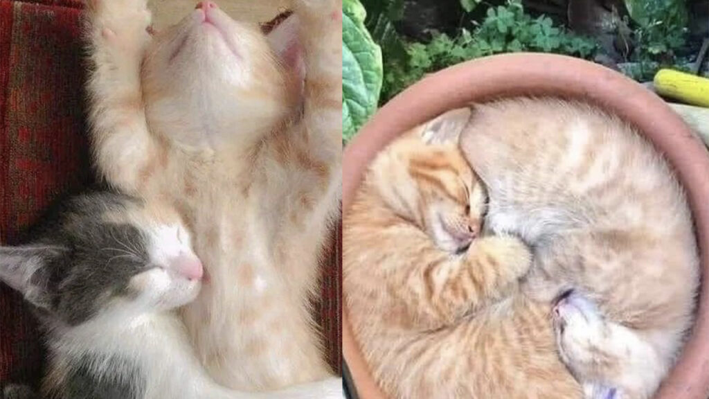 gattini buffi che dormono