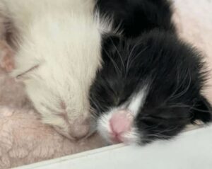 Gattini inseparabili fin dal loro salvataggio