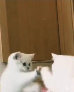 Gattino si guarda allo specchio per la prima volta (VIDEO)