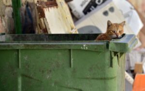 Gattino maltrattato dalla sua proprietaria: è stato sbattuto sui bidoni della spazzatura