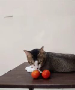 Gattino vede per la prima volta dei pomodori: la sua reazione è tutta da ridere (VIDEO)