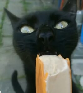 Gattino mangia il gelato per la prima volta (VIDEO)