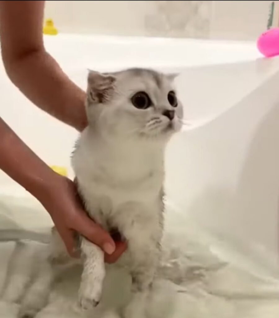 gattino fa il bagnetto per la prima volta