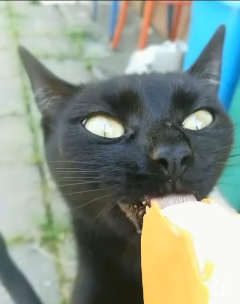 gattino mangia il gelato