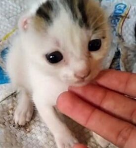 Gattino nasce senza orecchie (VIDEO)