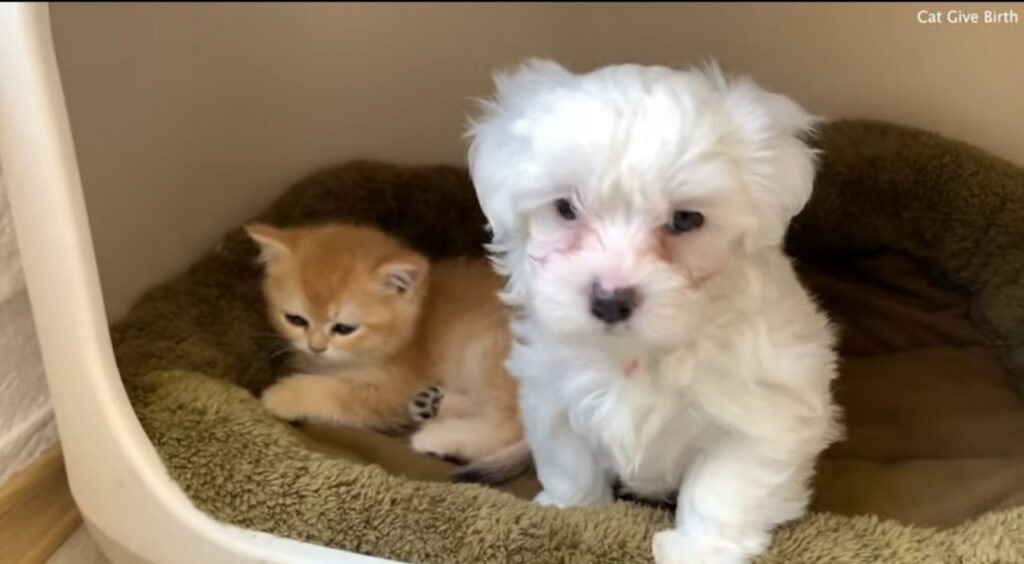 cagnolino e gattino