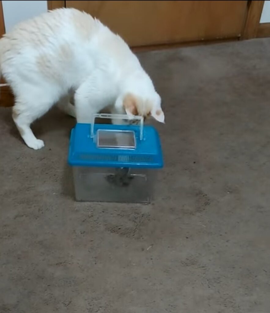 video di un gattino