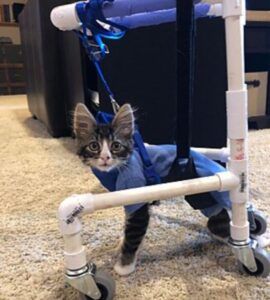 Gattino sopravvissuto all’attacco di un cane
