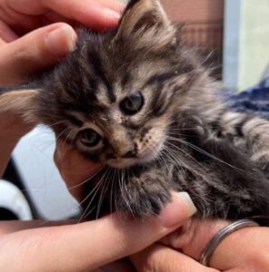Gattino incastrato nell’edera: lanciato senza pietà