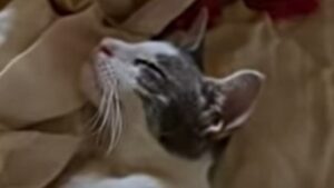 Il gattino abbandonato Pixie era da solo dentro ad una borsa nel Bronx; ora ha una casa tutta per sé (VIDEO)