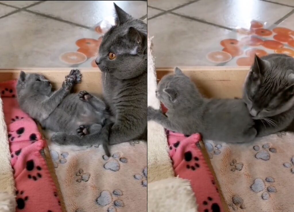 gattino Certosino no vuole fare il bagnetto