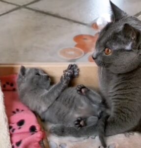 gattino Certosino non vuole fare il bagnetto con la mamma