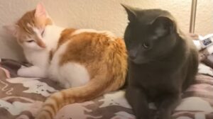 Il gattino domestico Ori si è innamorato di una bella randagia; la proprietaria gli fa uno splendido regalo (VIDEO)