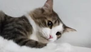 Un gattino domestico pericolosissimo fa il sostenuto con il suo proprietario (VIDEO)