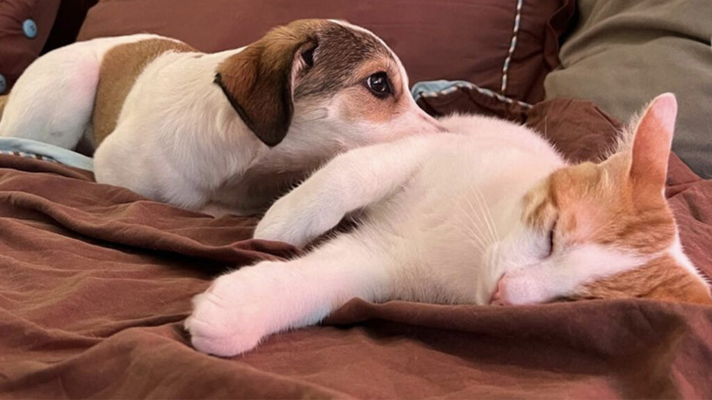 gattino e cagnolino amici fraterni vicini vicini